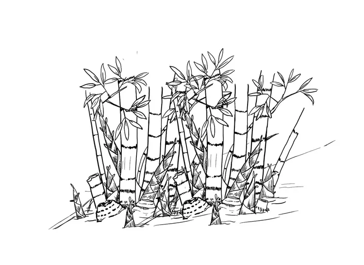 အပိုမ်ညျှာခည်တအာင်း (ရူမာည်း)